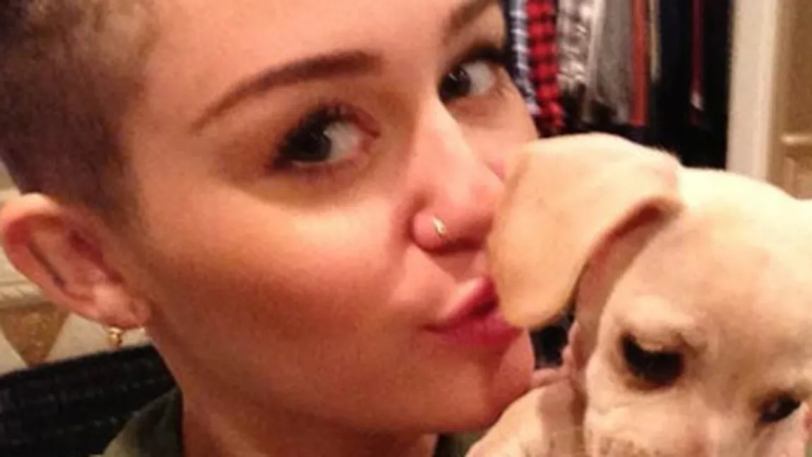 Miley Cyrus îşi iubeşte atât de mult căţeii încât doarme cu ei în coteţ FOTO