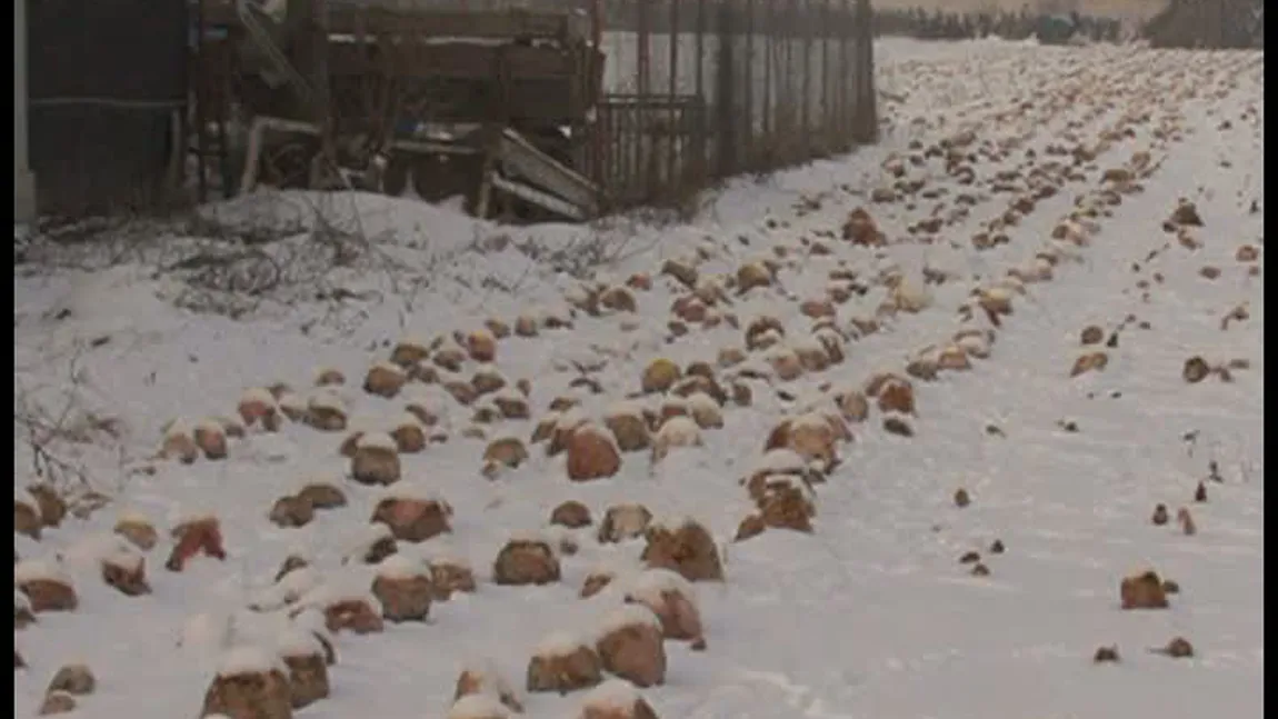 Tone de varză, abandonate pe câmp în Dâmboviţa VIDEO