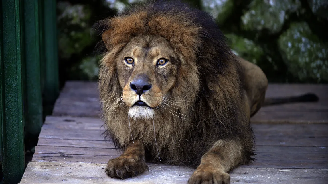 Garda de Mediu: Leii lui Cămătaru nu pot fi încă transferaţi în Africa din cauza formalităţilor