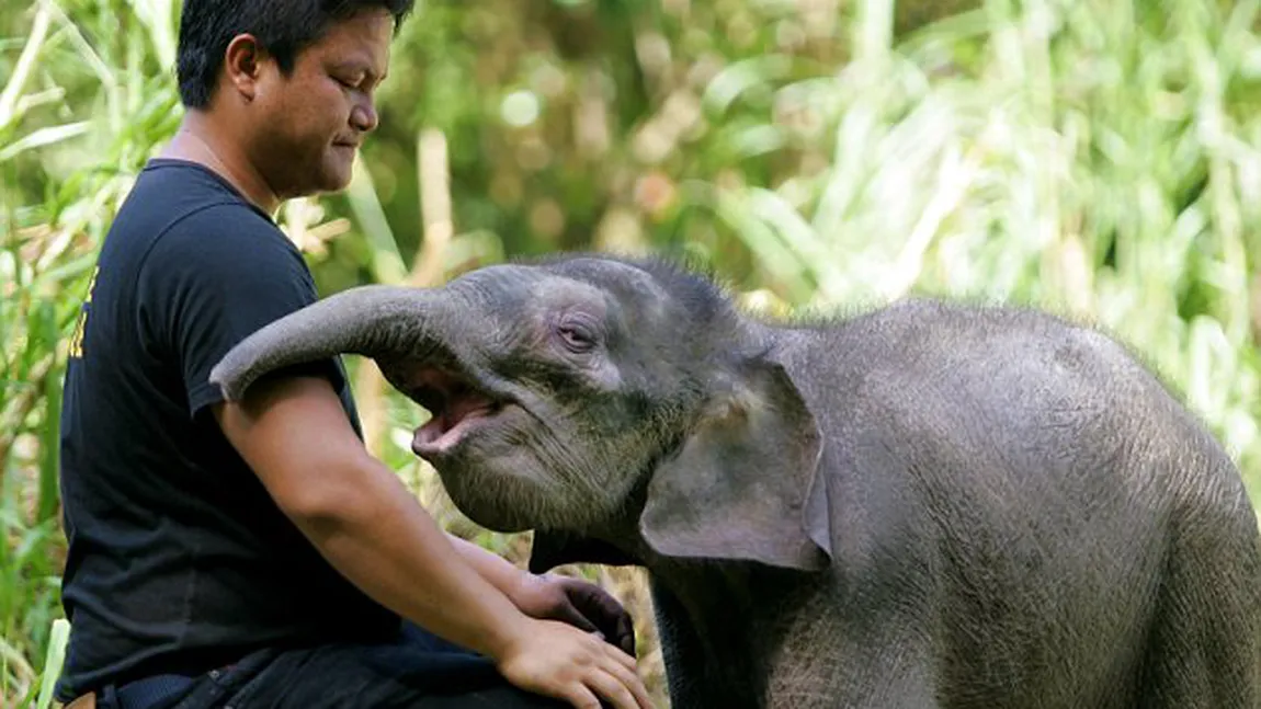 Legătura impresionantă între un pui de elefant orfan şi îngrijitorul său FOTO
