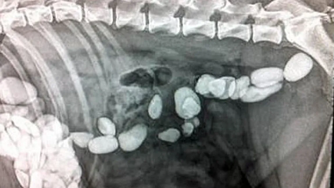 Incredibil: Un câine a înghiţit peste 100 de PIETRE, crezând că sunt biscuiţi