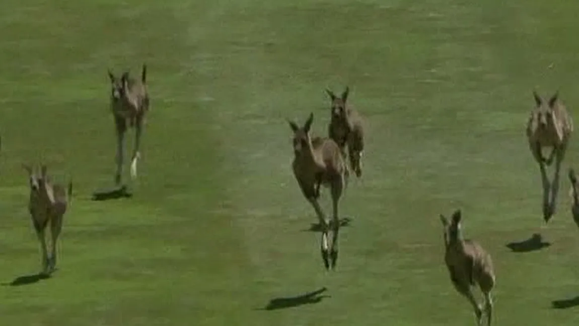 Mai mulţi canguri au întrerupt un turneu de golf, în Australia VIDEO