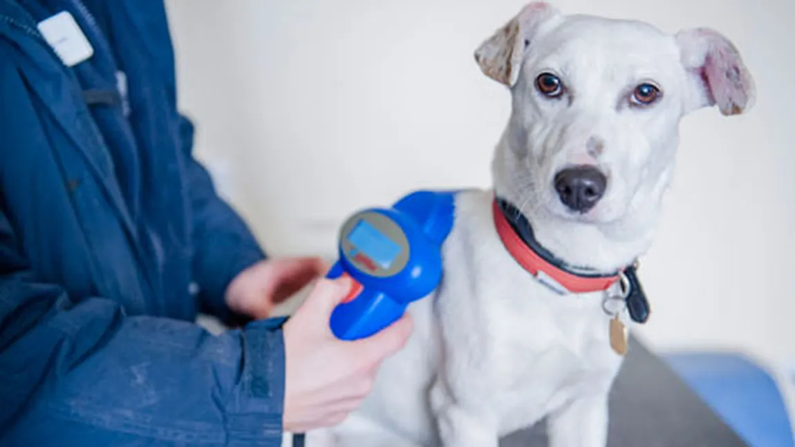 Proprietarii de câini din Marea Britanie vor fi obligaţi să-şi microcipeze animalele