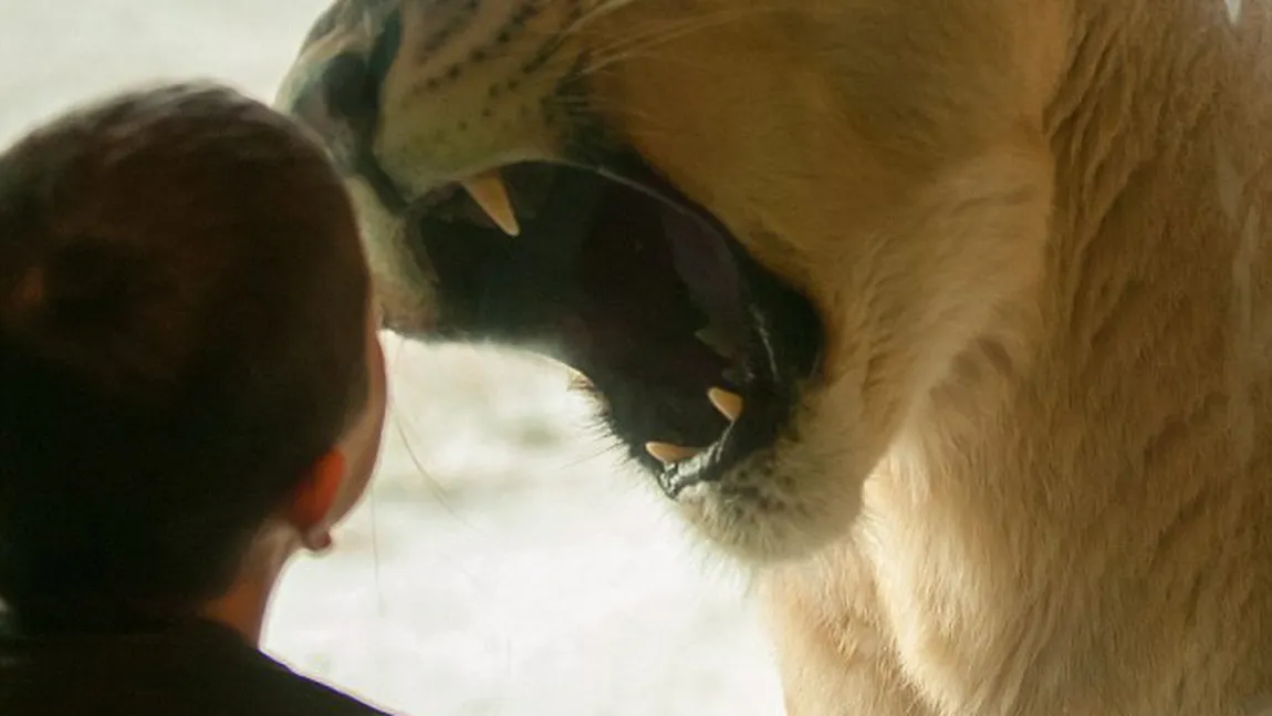 Ipostaze uimitoare: Cum reuşeşte un puşti de 7 ani să îmblânzească o leoaică agresivă FOTO