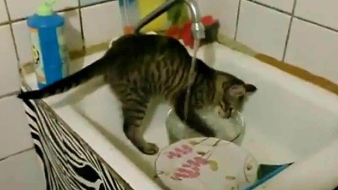 Cea mai harnică pisică din lume. Cum îşi ajută stăpânii la treburile casnice VIDEO