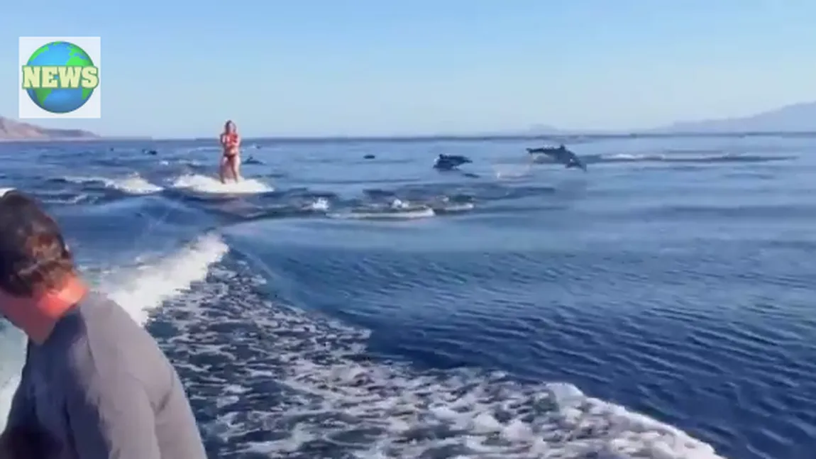 Vacanţă de neuitat: O femeie a făcut schi nautic înconjurată de delfini VIDEO