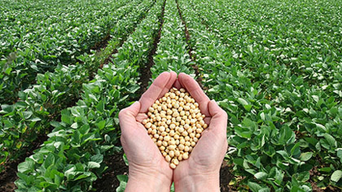 România va cultiva soia nemodificată genetic: Min. Agriculturii a semnat declaraţia 