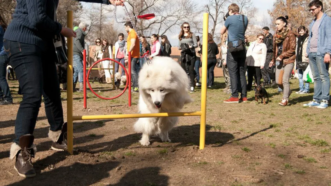 Primul loc de joacă amenajat special pentru câini, inaugurat în Bucureşti FOTO