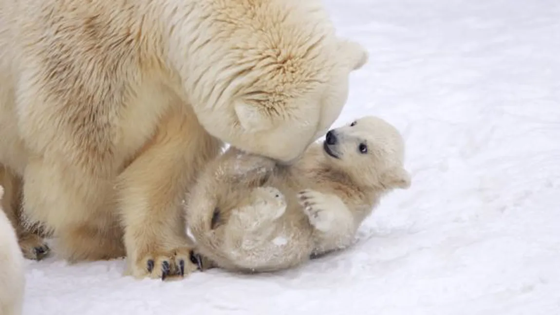 Distracţie la zoo: Un urs polar îşi gâdilă puiul FOTO