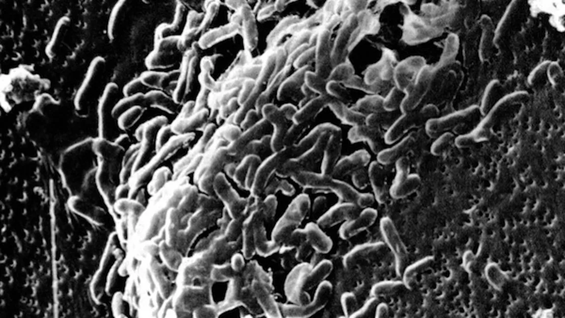 Microbi descoperiţi în cel mai adânc loc de pe Pământ, în Groapa Marianelor