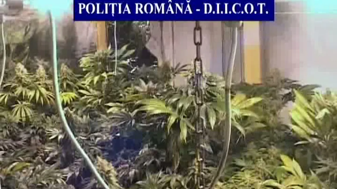 Fermă de cannabis descoperită în Constanţa. 