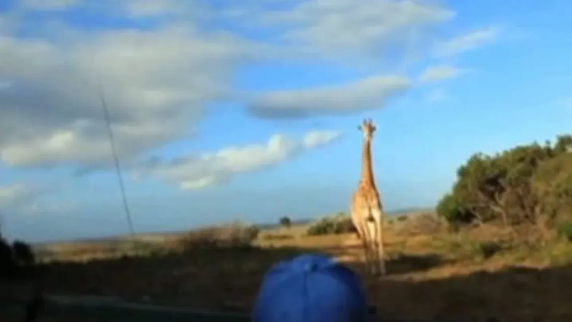 Aventuri în safari: Cum a îngrozit o girafă o familie de turişti VIDEO