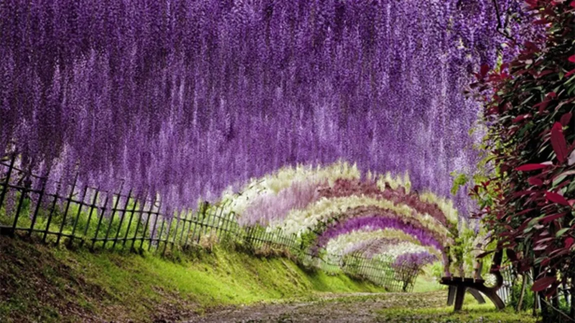 Cea mai spectaculoasă grădină din lume: Tunelul de flori din Japonia FOTO