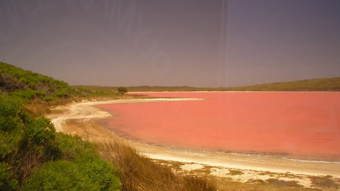 Ciudăţeniile naturii. Lacul Hillier, lacul roz pentru care încă nu s-a găsit o explicaţie