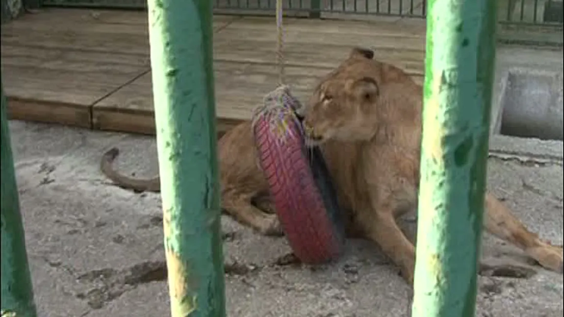 Animalele lui Nuţu Cămătaru, principala atracţie de la Grădina Zoologică din Bucov