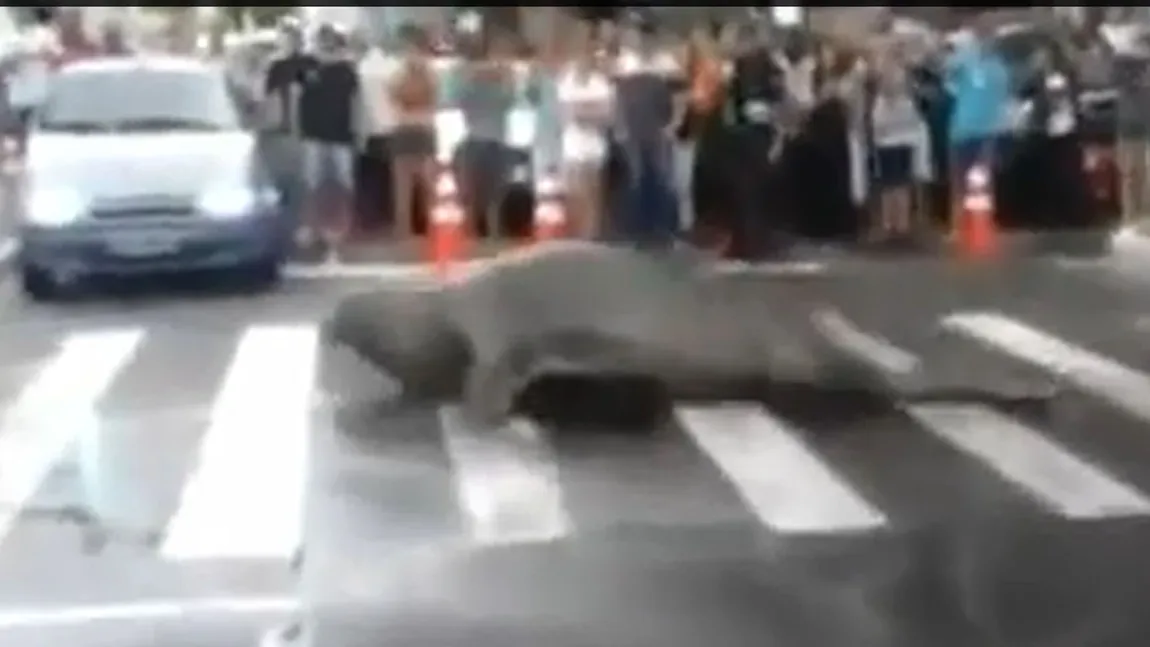 De ce a trecut o MORSĂ strada pe ZEBRĂ? VIDEO