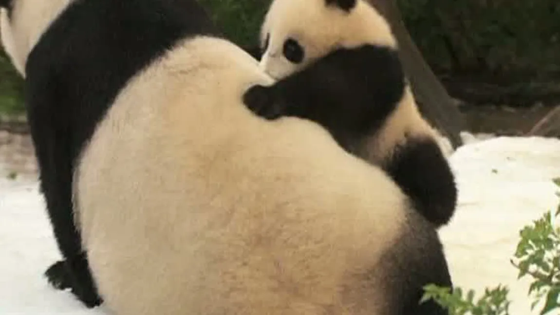 Distracţie nebună în zăpadă: Un pui de panda s-a dat în spectacol VIDEO