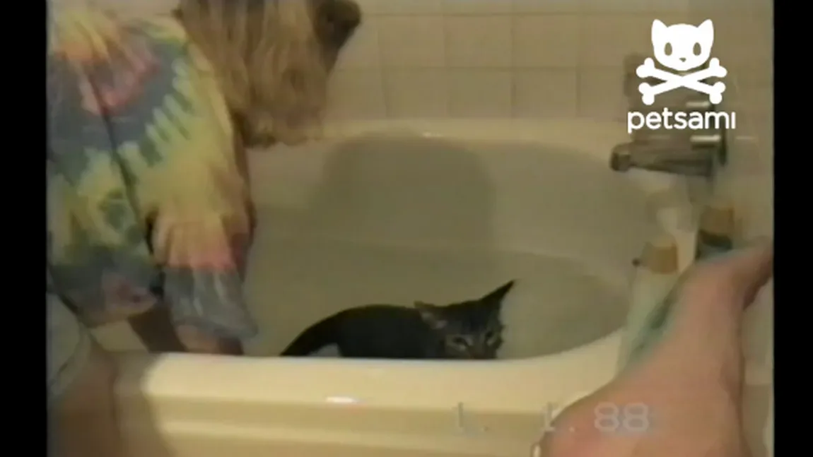 Răzbunarea pisicii: Ce i se întâmplă unei femei care spală o mâţă VIDEO