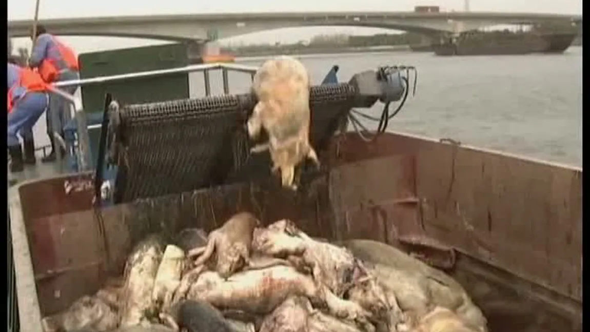 Aproape 2.000 de porci morţi, găsiţi într-un râu din Shanghai VIDEO