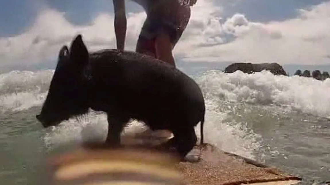 Zorro, porcuşorul care face surf VIDEO