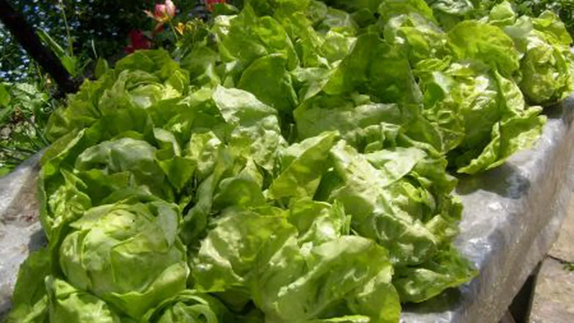 De ce salata verde ne face mult mai mult rău decât carnea