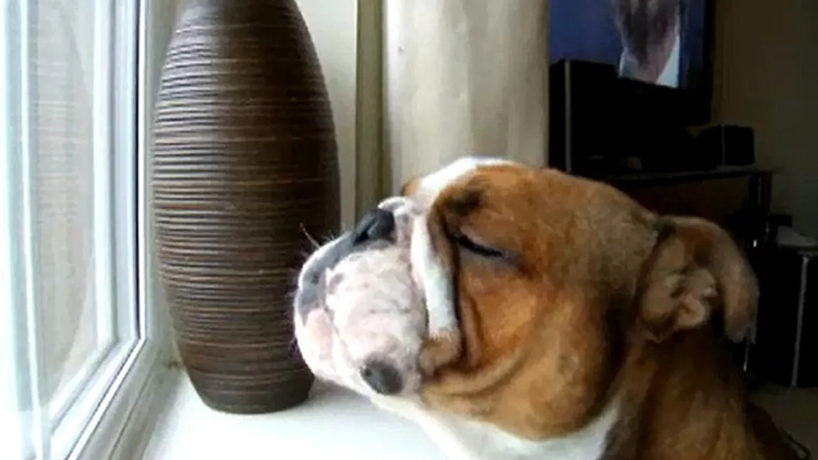 Câinele tenor: Un bulldog cântă alături de Pavarotti VIDEO
