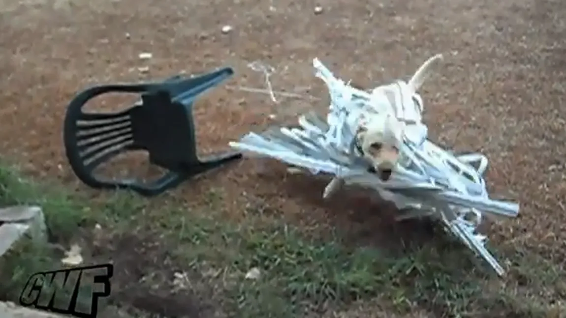 Ce face un câine cu jaluzelele stăpânilor săi VIDEO