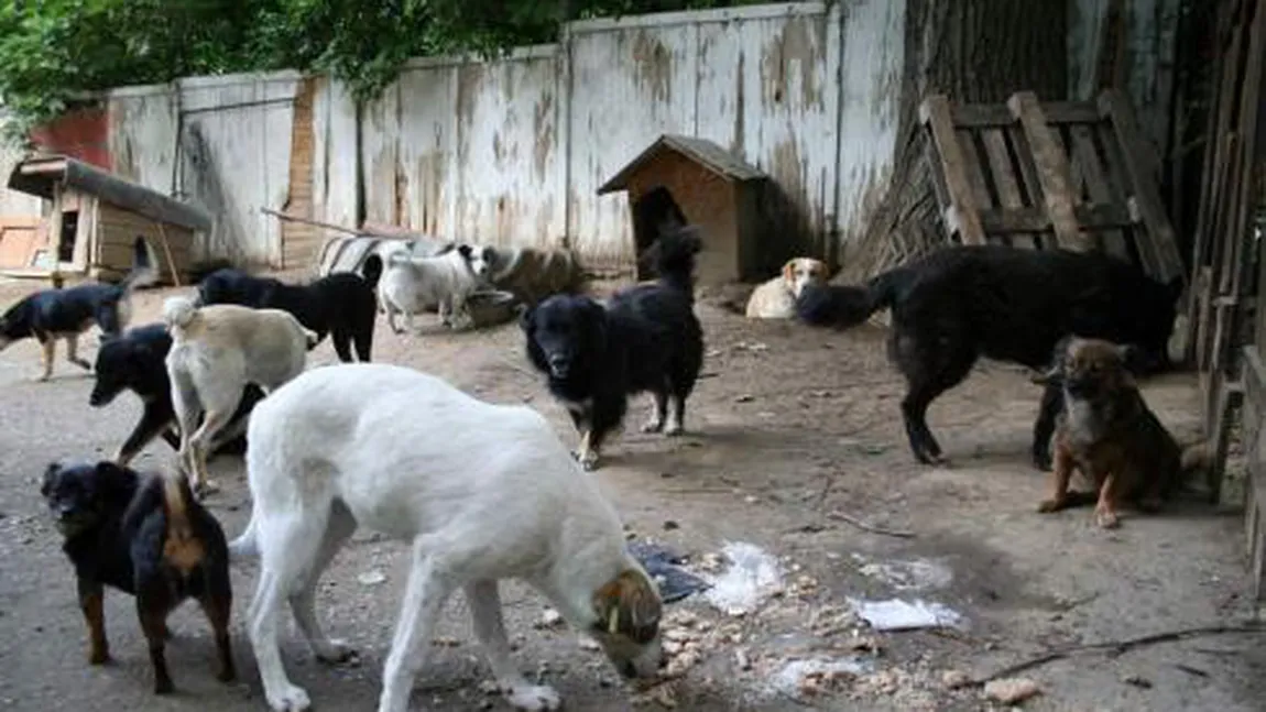 Câinii din adăpostul Deva, morţi de foame, primesc batoane pentru slăbit
