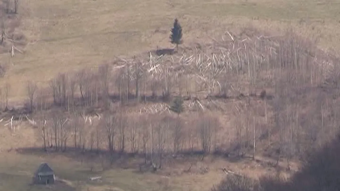 Cum dispar pădurile României: Zeci de mii de metri cubi de lemn au dispărut din Cluj VIDEO