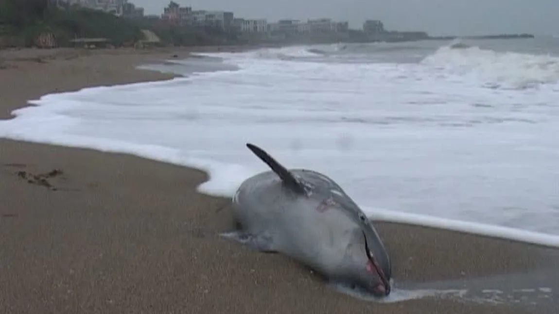 Al patrulea delfin, găsit mort pe litoralul Mării Negre