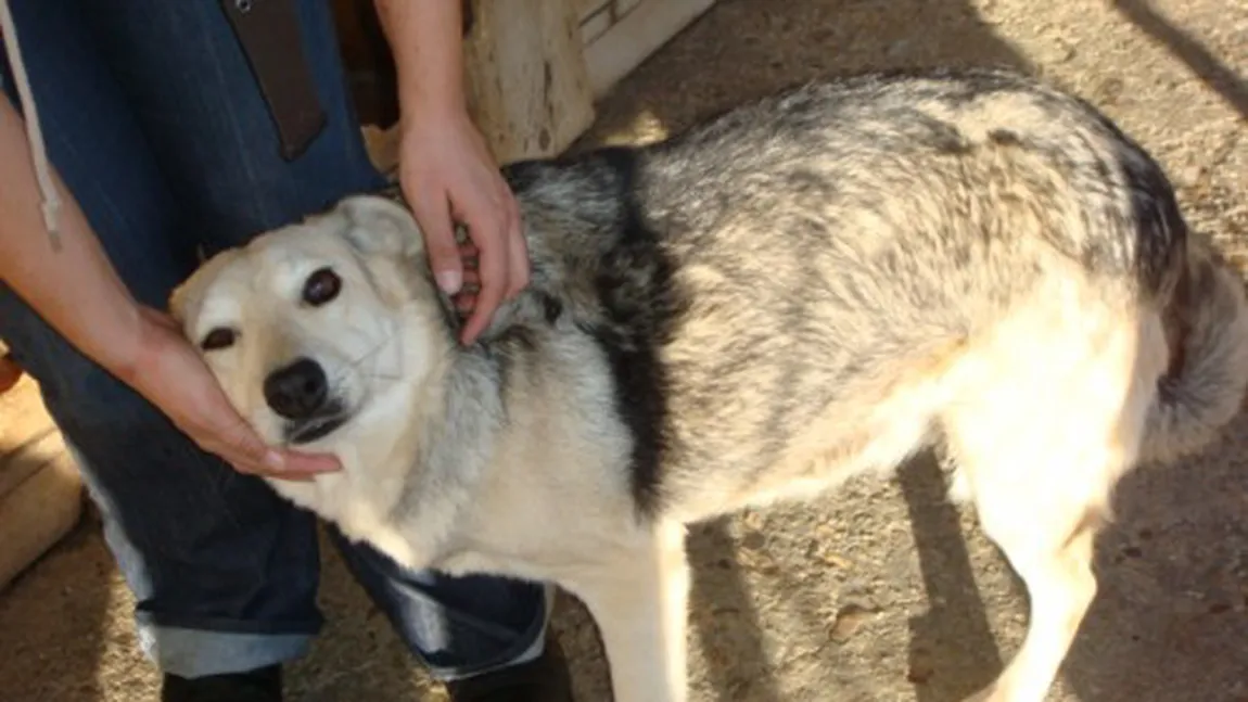 Cruzime fără limite: Un medic veterinar, acuzat că a omorât 1.000 de câini de la adăpost