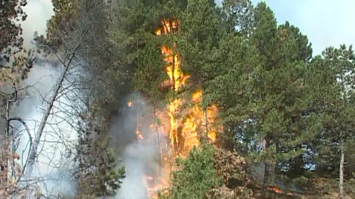 Incendiu puternic de pădure în judeţul Braşov. Aproximativ cinci hectare, mistuite de flăcări