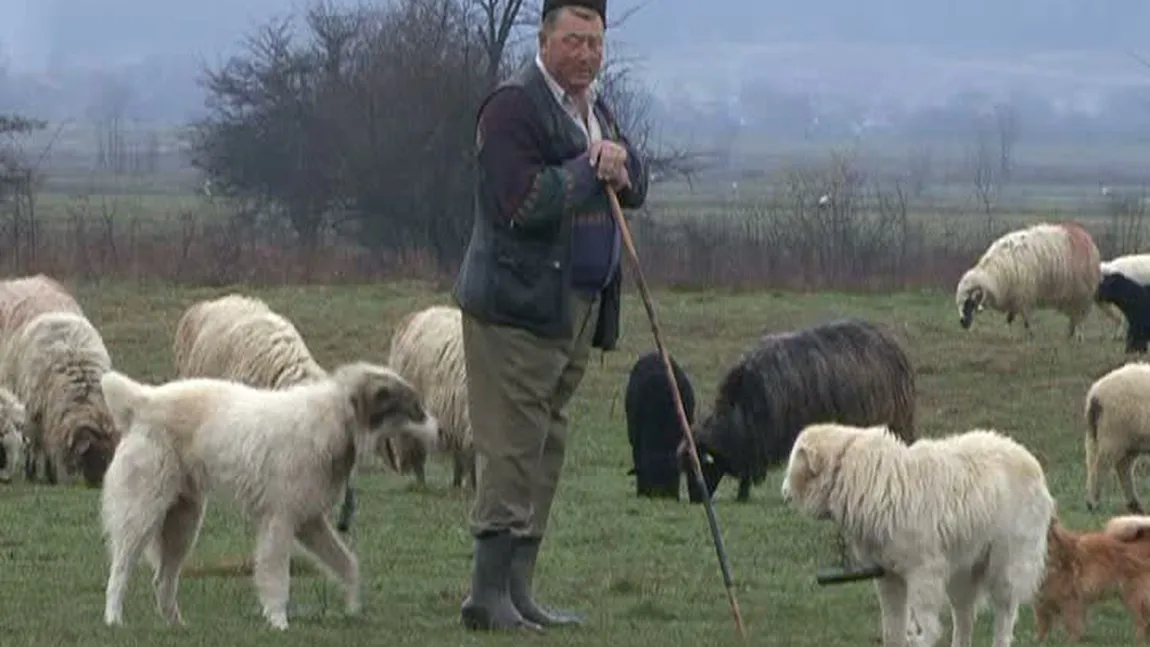 Soluţia unui cioban pentru a nu rămâne cu marfa nevândută: Miei în rate, pentru masa de Paşti VIDEO