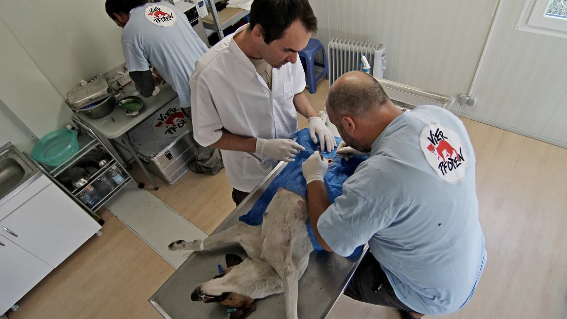 Începe campania de sterilizare a câinilor şi pisicilor din Capitală, realizată de Vier Pfoten