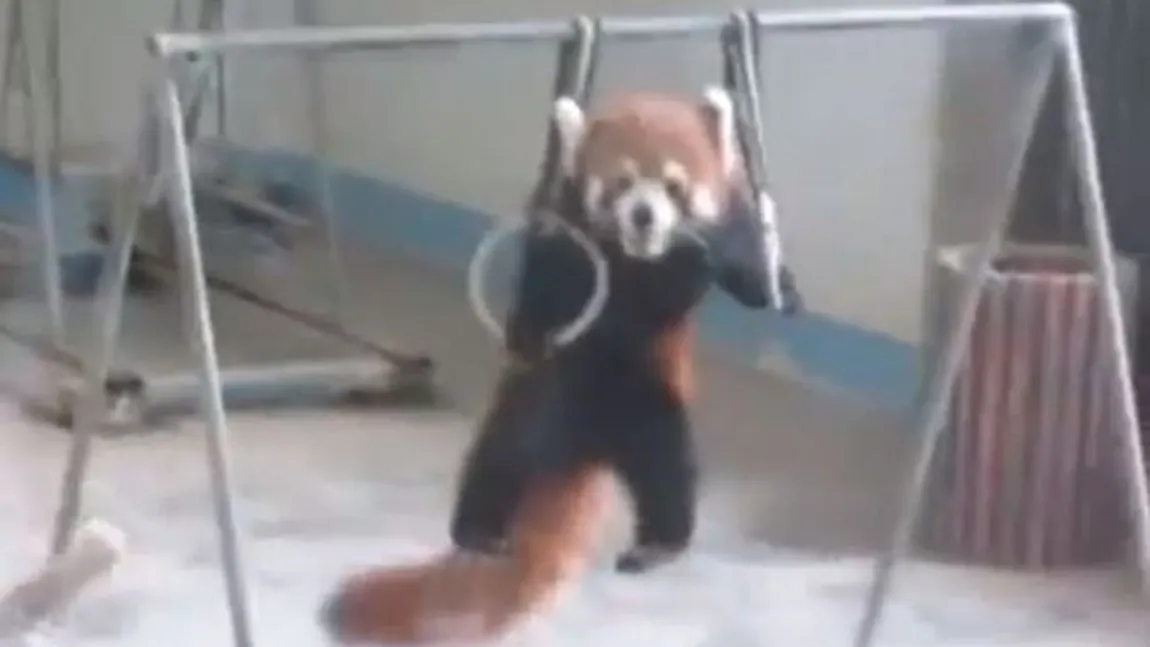 ADORABIL: Un panda roşu face TRACŢIUNI VIDEO