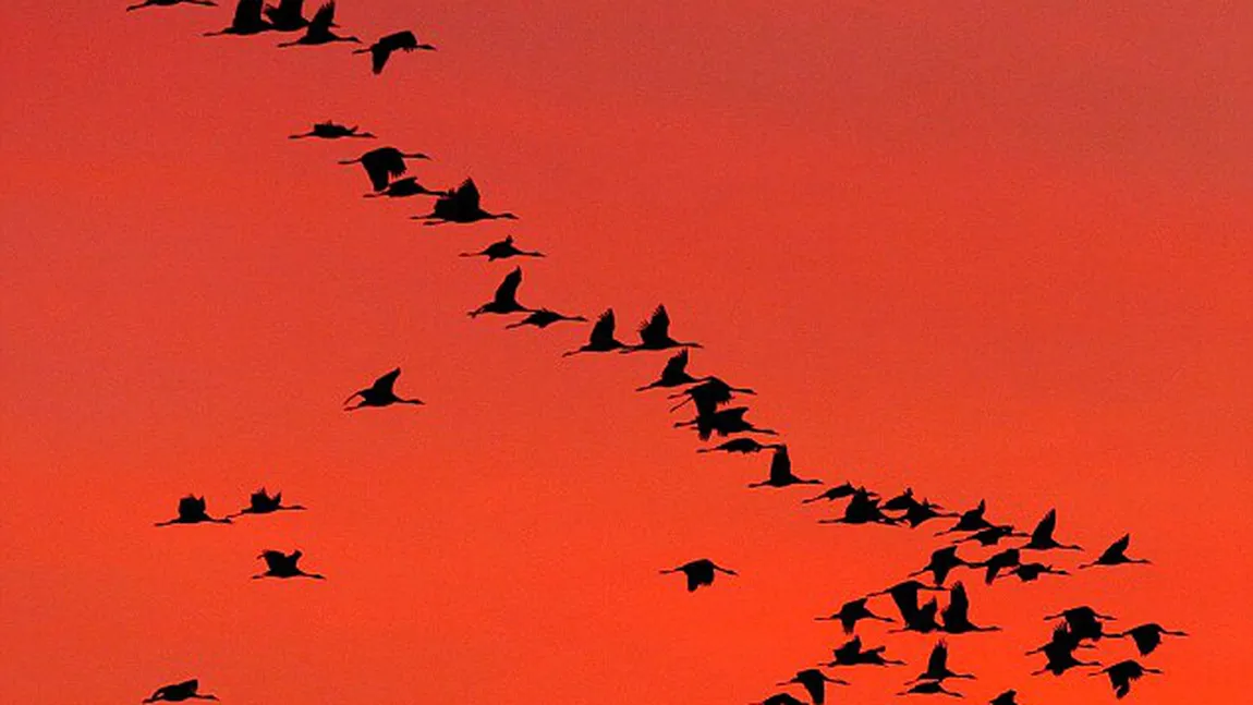 MISTER ELUCIDAT: Cum îşi găsesc calea păsările migratoare