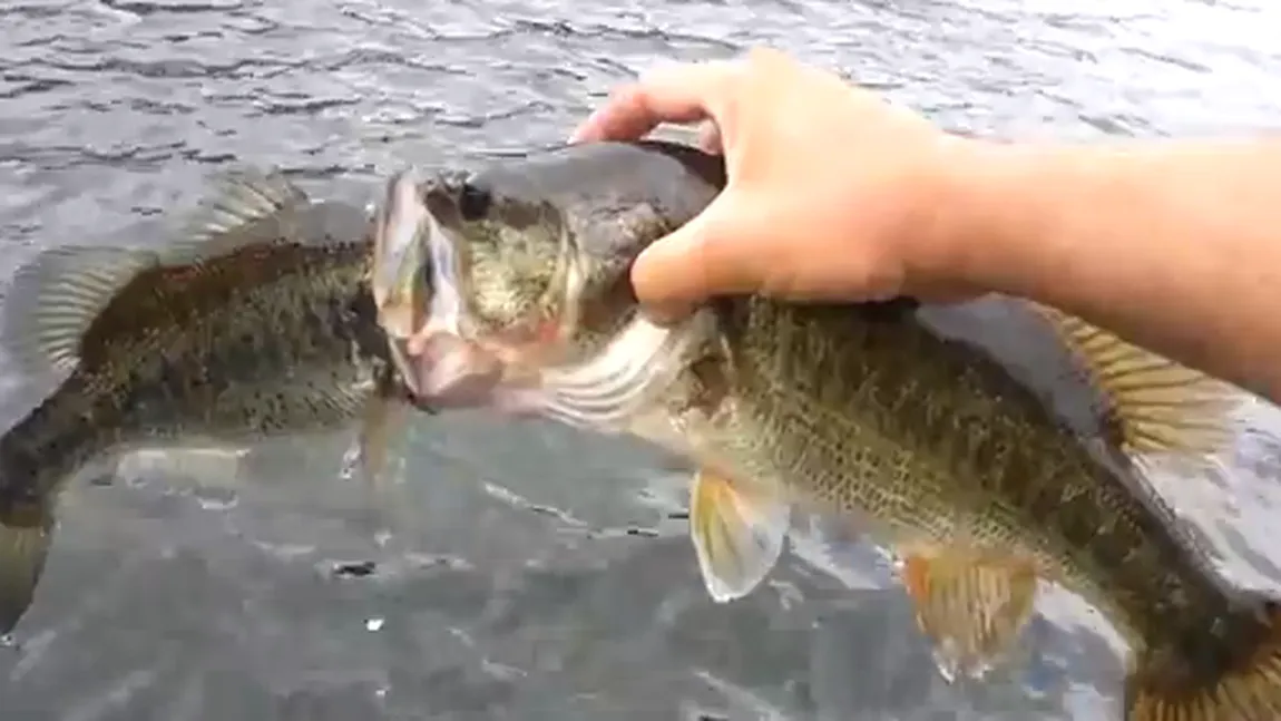 A rămas şocat. Ce a găsit un pescar în gura unui peşte VIDEO
