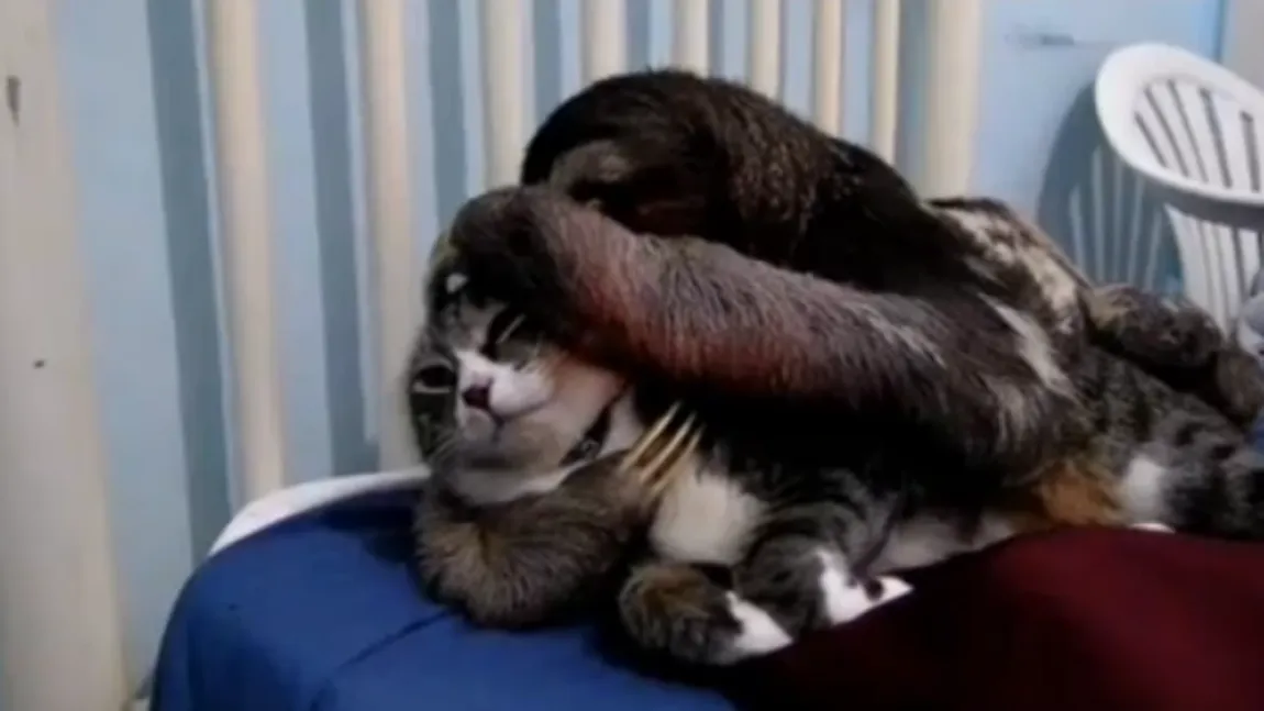 Iubire mare: O pisică, îmbrăţişată şi pupată de un leneş VIDEO