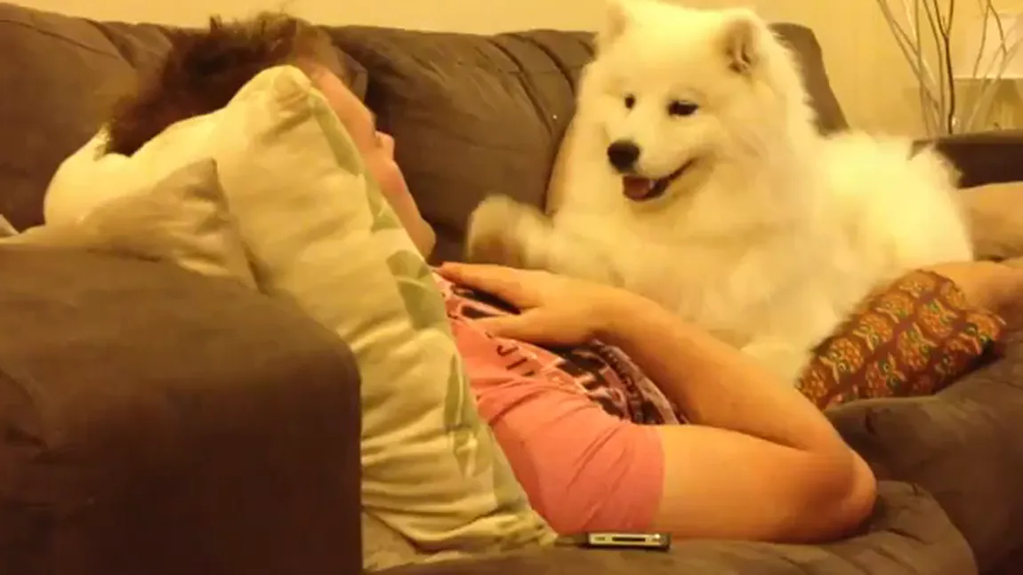 Un căţel ca o pisică: Cum se alintă un pui adorabil de samoyed VIDEO