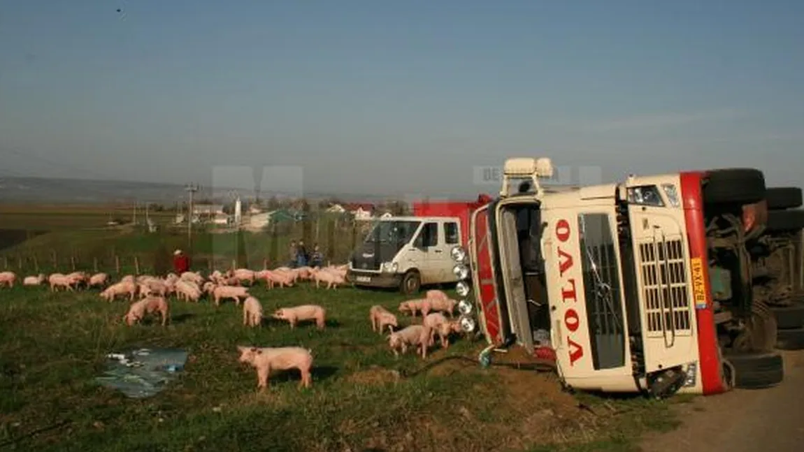 Accident în Suceava: Sute de porci au ajuns pe câmp după ce un TIR s-a răsturnat