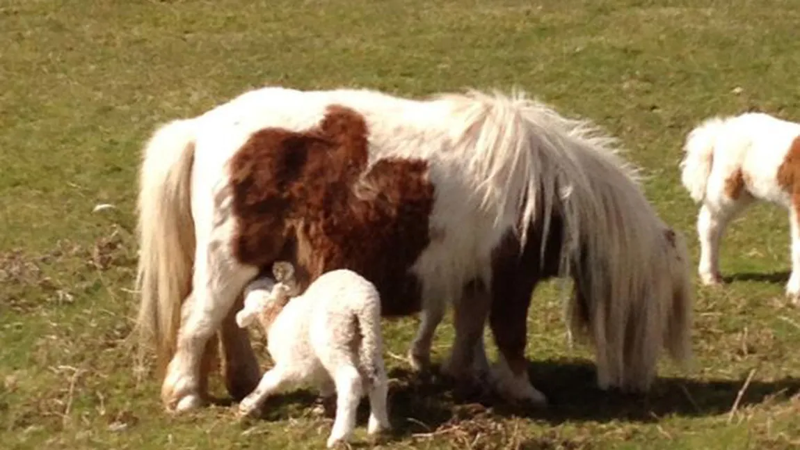 Emoţionant: Un ponei a adoptat un miel orfan FOTO