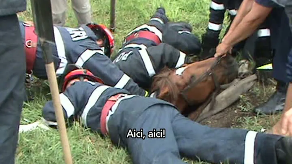 Un cal a fost salvat de la moarte de 10 pompieri. Vezi ce a păţit animalul VIDEO