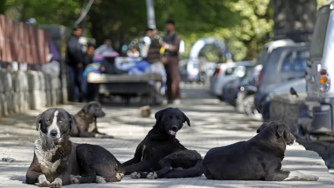 Persoanele care HRĂNESC CÂINII FĂRĂ STĂPÂN, AMENDATE cu până la 5.000 de lei