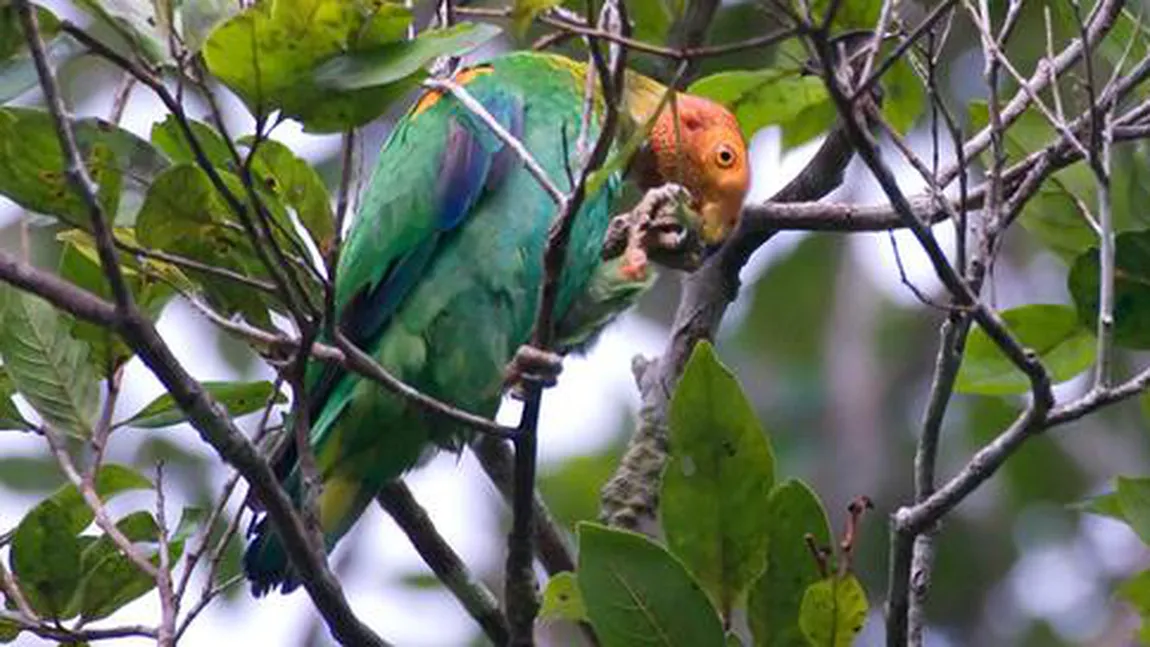 Surpriză în Amazonia: Au fost descoperite 15 specii noi de păsări