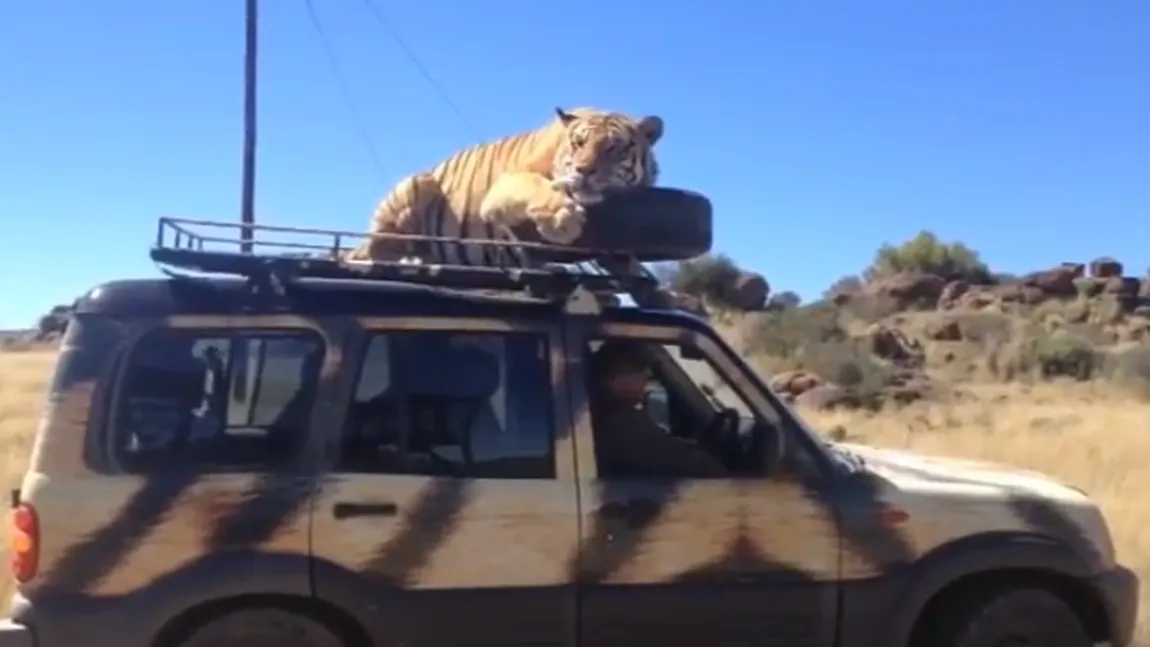 Un tigru a adormit pe o maşină plină cu turişti. Şi-a găsit şi pernă VIDEO