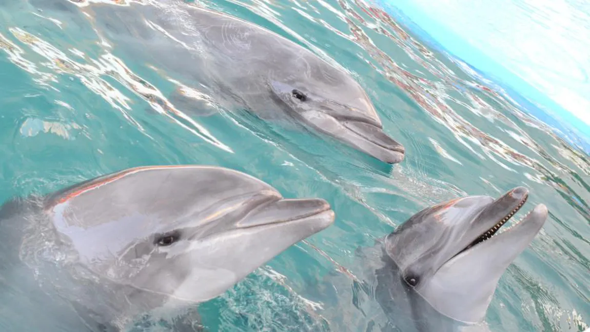 Tristeţe mare la Delfinariul din Constanţa: A murit unul din cei trei delfini