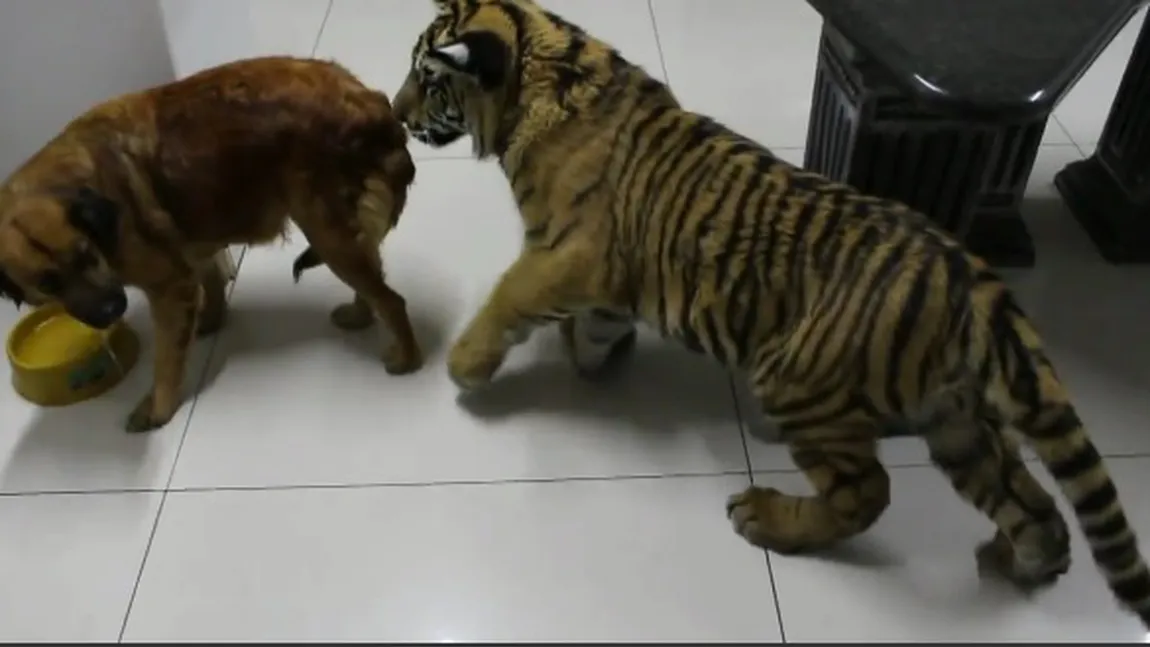 Întâlnire de gradul zero dintre un câine şi un tigru. Vezi ce se întâmplă când se supără fiara VIDEO
