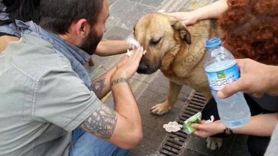 Imagini cumplite din protestele din Turcia: Poliţiştii gazează până şi câinii FOTO