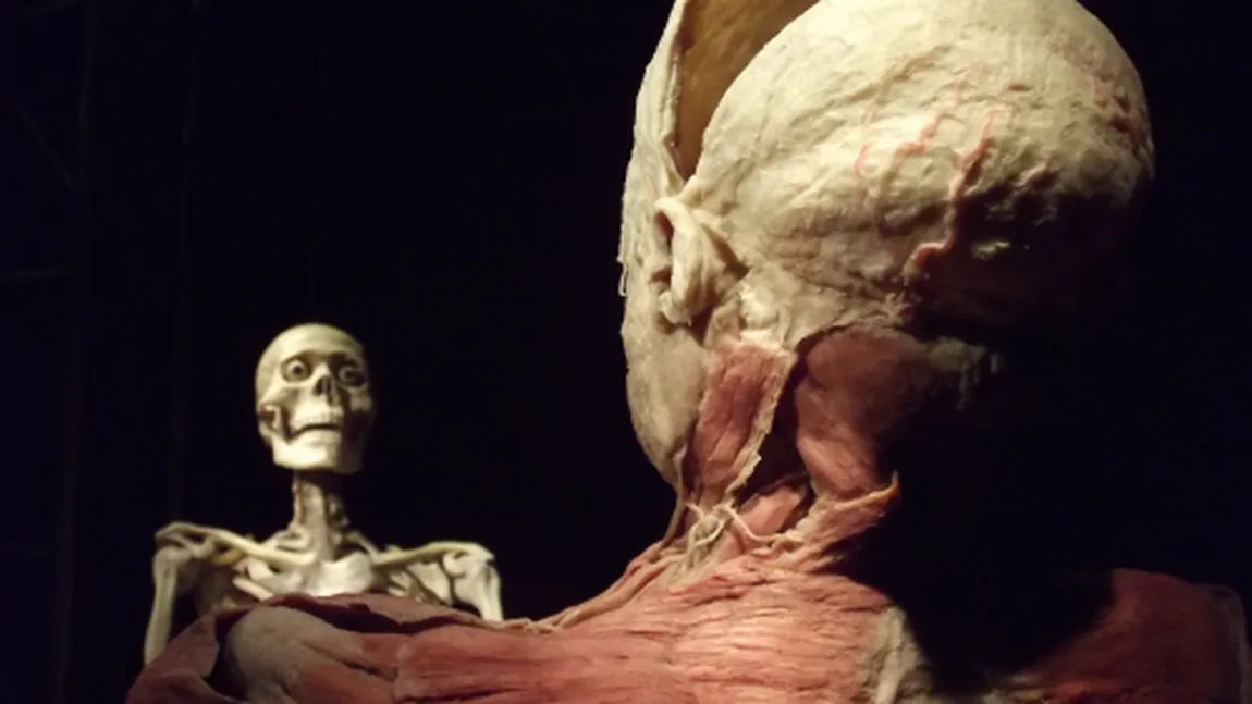 Expoziţia The Human Body, la Bucureşti până pe 4 august GALERIE FOTO