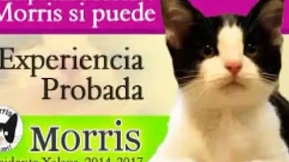 Motanul candidat: Morris vrea să ajungă primarul localităţii mexicane Xalapa